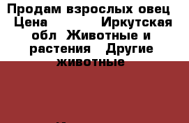 Продам взрослых овец › Цена ­ 5 000 - Иркутская обл. Животные и растения » Другие животные   . Иркутская обл.